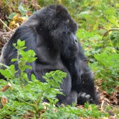  Kajiriti, Silverback Gorilla 4 (Congo)